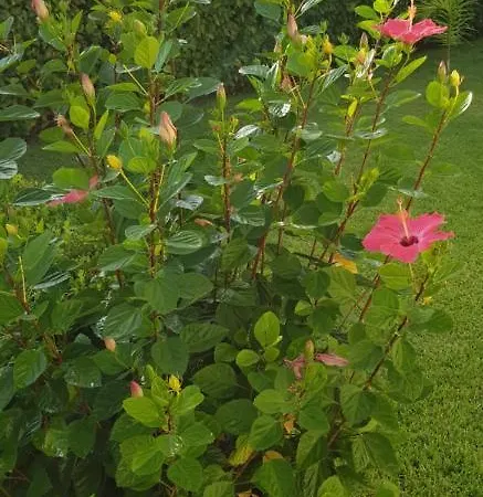 Daire Ilaria Casa - Tropea Capo Vaticano