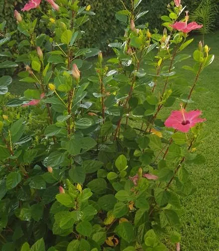 شقة Ilaria Casa - Tropea كابو فاتيكانو
